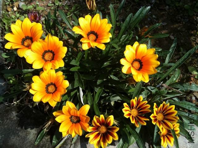 ������С IMG_0078.jpg