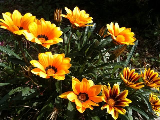 ������С IMG_0077.jpg