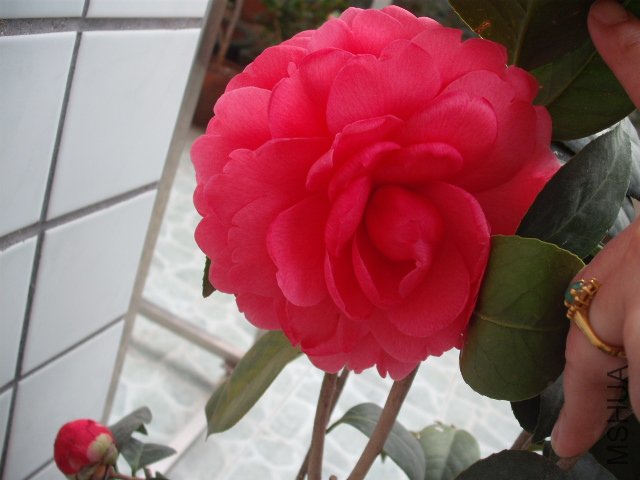 ���濪�ķ����ˣ���Ư��