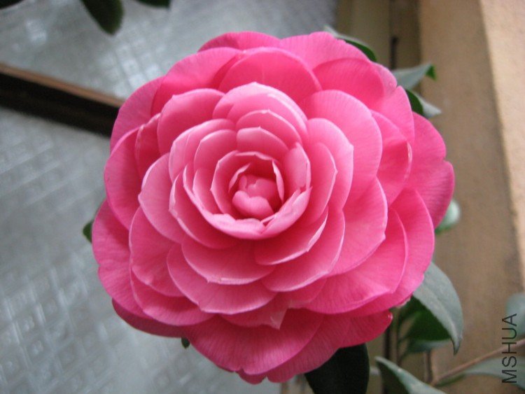 ȥ�����С��