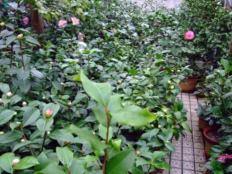 ��԰���� 10-2-2(1).jpg