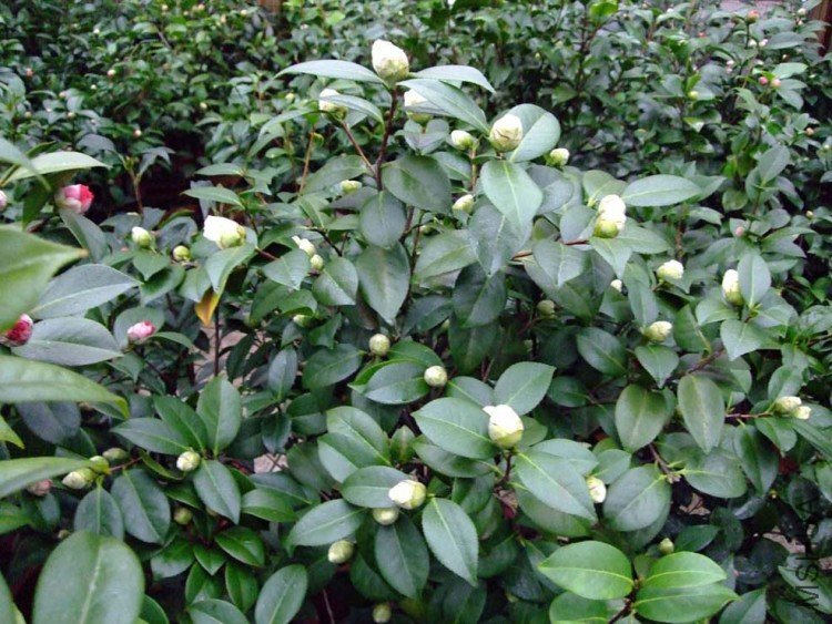 ��԰���� 10-2-2 (2).jpg