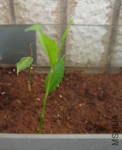 ���������������飬��ѿ��