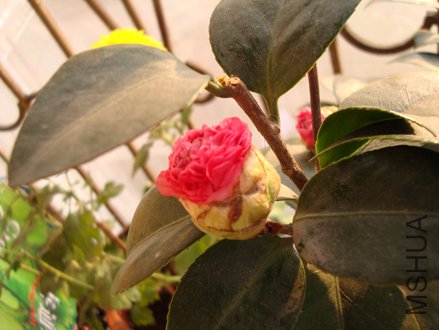 �軨����ֻ�ܿ��Ƕ���