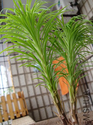 ��������ʲô����鵣�