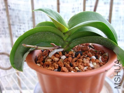 ��ú�����Ҳ��˫��ǹ��