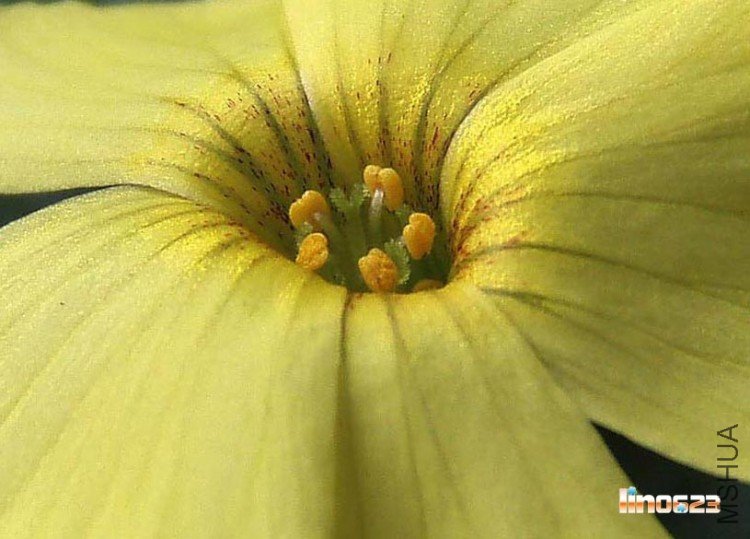 Oxalis megalorrhiza�W���u.JPG