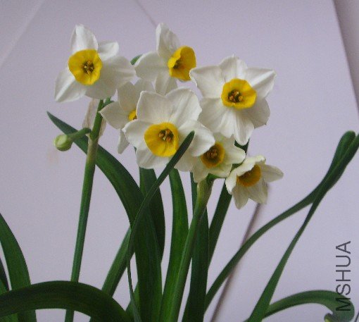 ����ˮ��