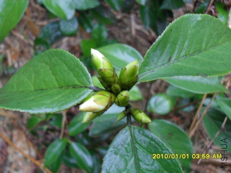 ԭ�����֣���������裩