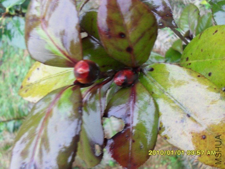 ��ɫ������õ�����񻹽������٣�