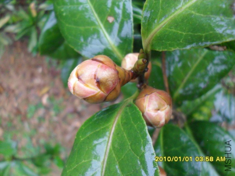 �Ƶ����ɳٳٲ���