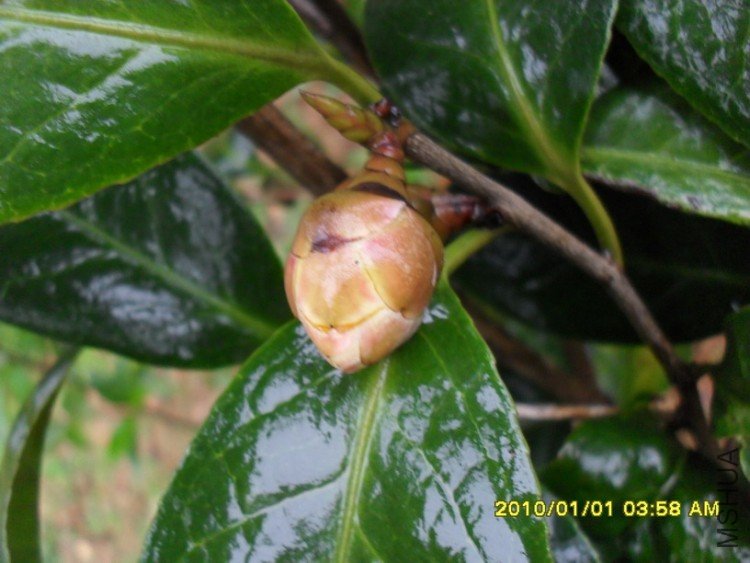 �Ƶ����ɳٳٲ���