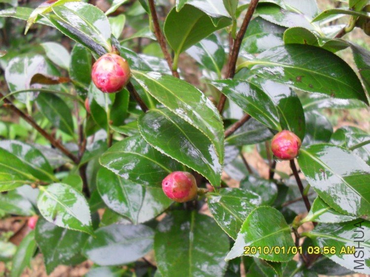 ��ã�Ĵ���