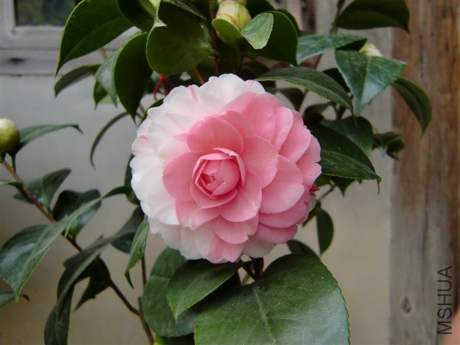 ʮ��ѧʿ117.jpg