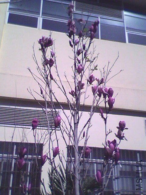 IMG0517A.JPG