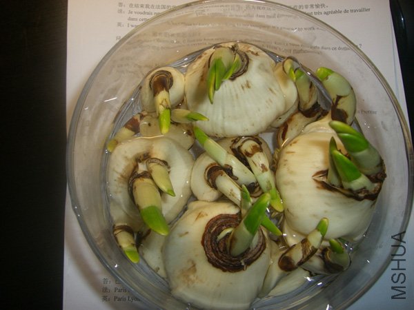 guipo.jpg