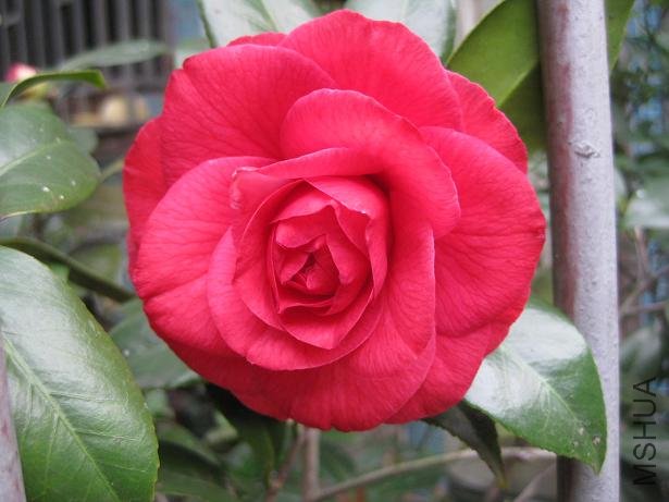 ��˹���� 024.jpg