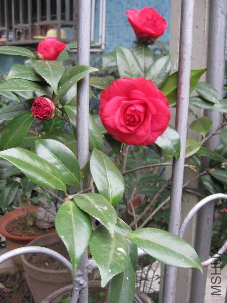 ��˹���� 029.jpg