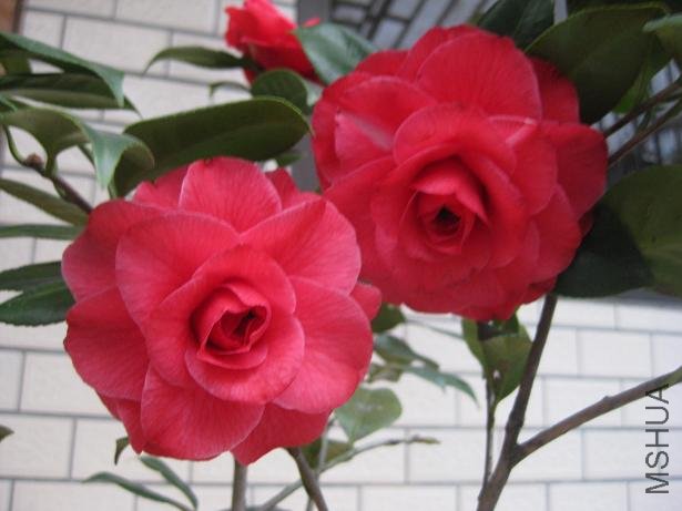 ��˹���� 032.jpg