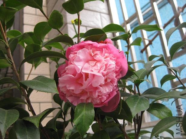 ��˹���� 001.jpg