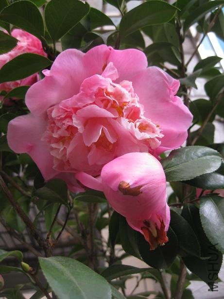 ��˹���� 002.jpg