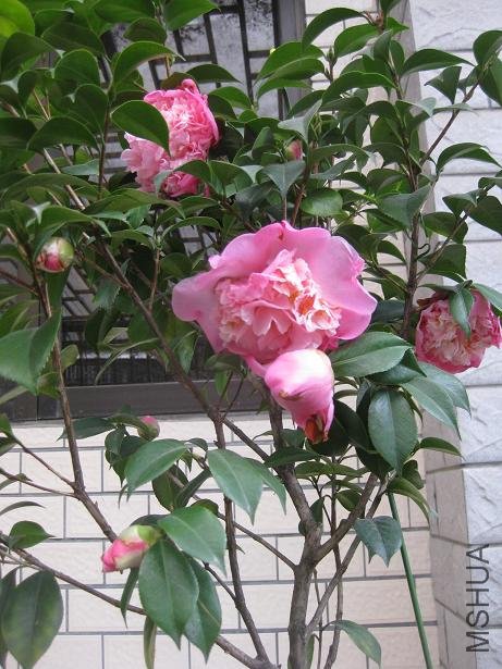 ��˹���� 004.jpg