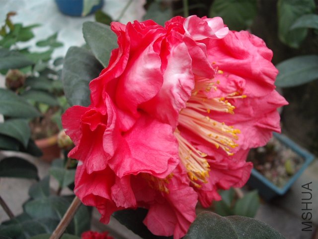 2��5�մӷ�ɫ֦�������ĺ�ɫ�����е�װߣ�