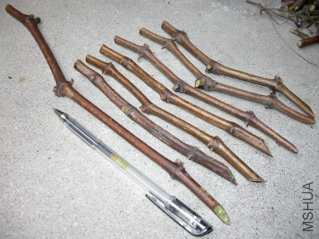 DSCN5066.JPG