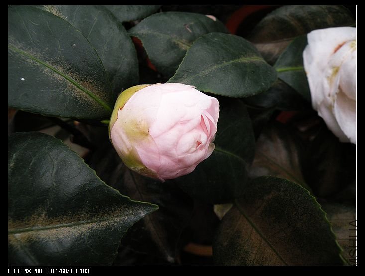 DSCN2079.jpg