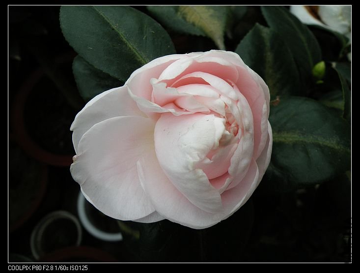 DSCN2077.jpg