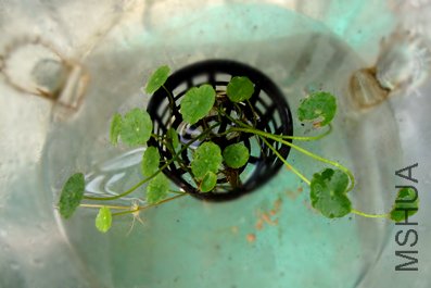 ��ǰ��ʱ�ϰ��͵�ֻ����ƬСҶ