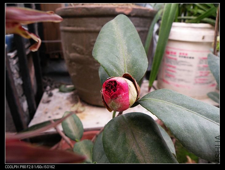 DSCN2038.jpg