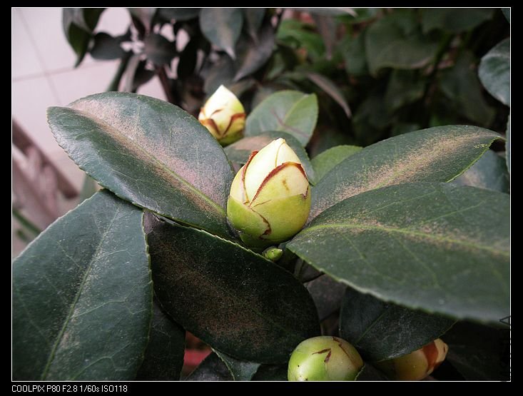 DSCN2033.jpg