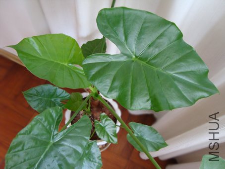 ���̵ĵ�ˮ����