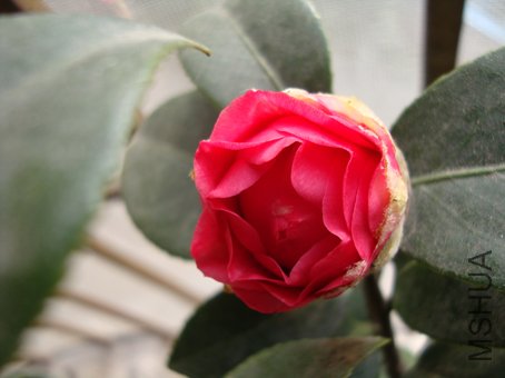 ����軨���ܻῪ