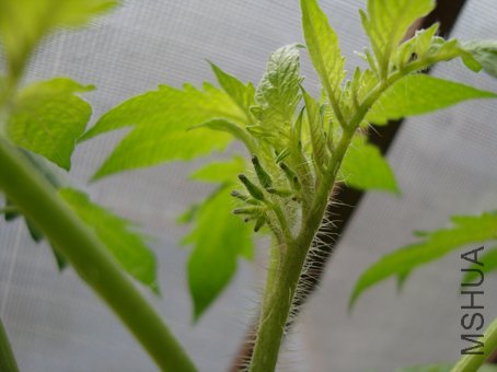 ʥŮ���Ѿ��쿪����