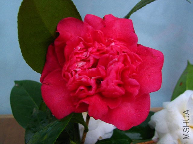 2010.02.06.����СԺ�� 024.jpg