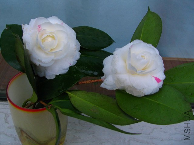 2010.02.06.����СԺ�� 022.jpg