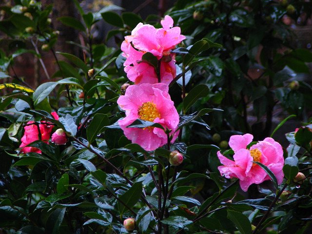 2010.02.06.����СԺ�� 029.jpg