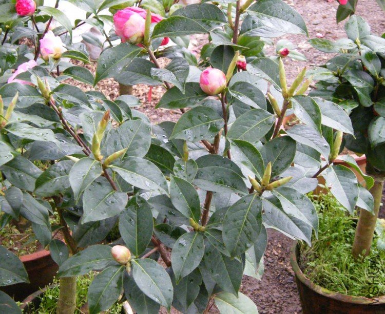 DSCF5107.JPG