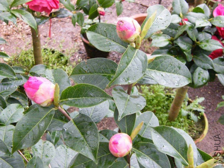 DSCF5108.JPG