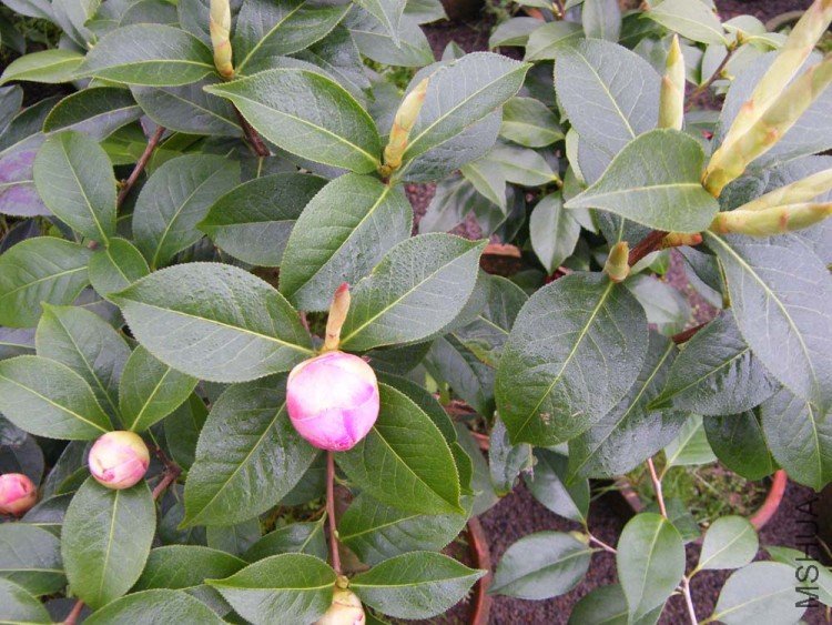 DSCF5054.JPG