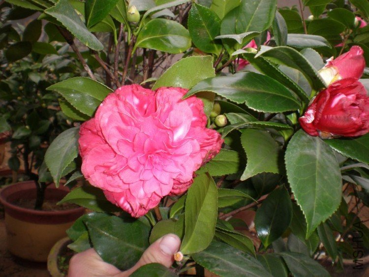 P2070012.JPG