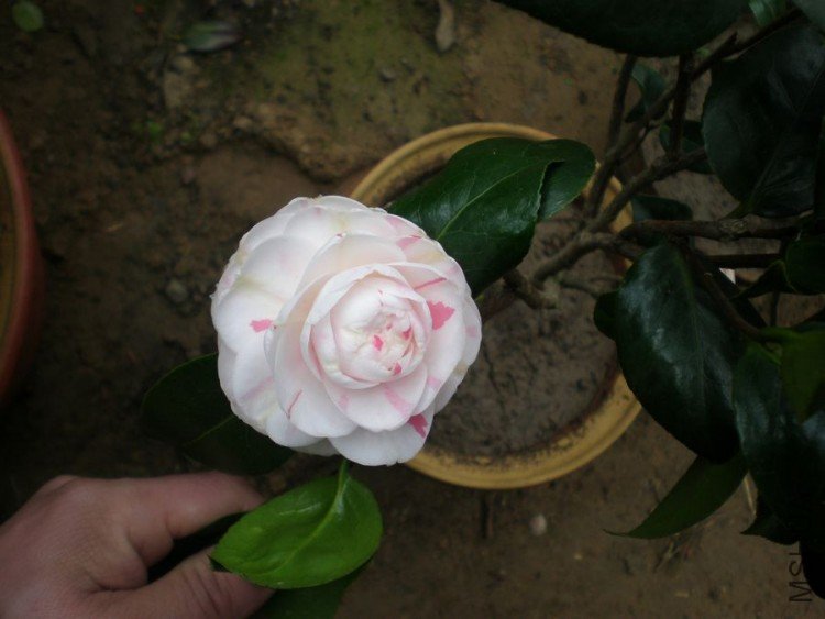 P2070005.JPG