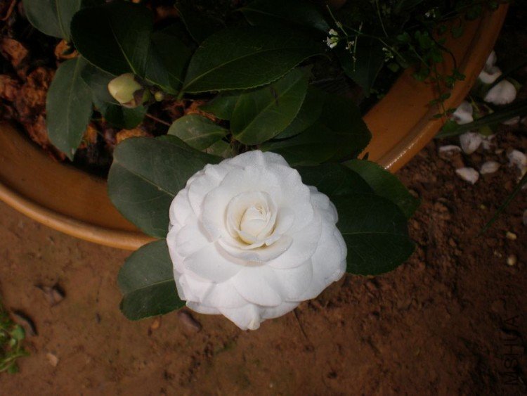 P2070006.JPG