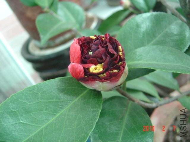 DSC04378.JPG