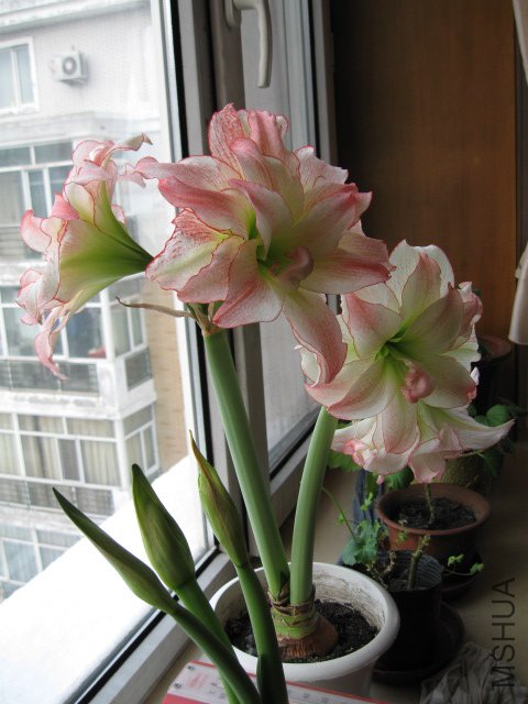 IMG_1166.JPG