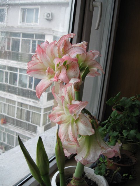 IMG_1157.JPG