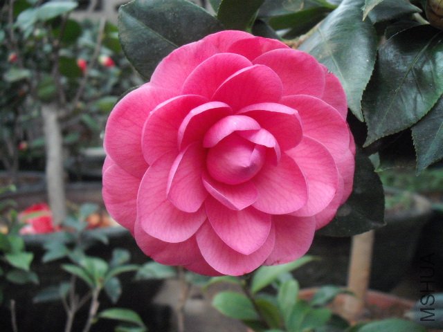 ���������ĵģ���������Ů