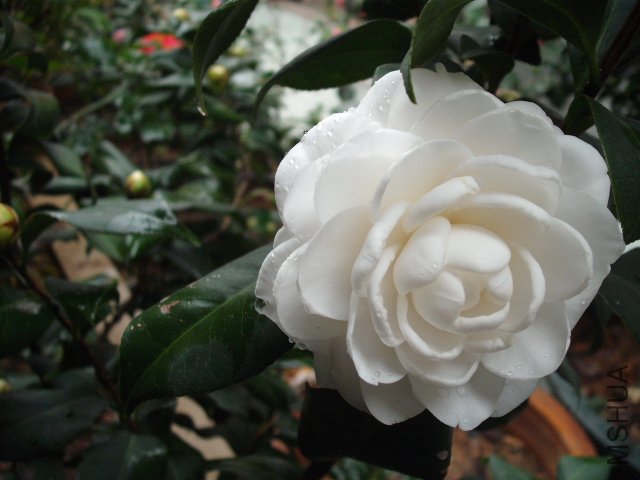 �ѵ�һ���İױ������ˣ��˻�������˵�Ǽ���